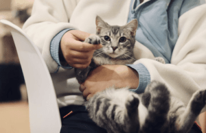 Jak założyć zakład leczniczy dla zwierząt - kot u weterynarza